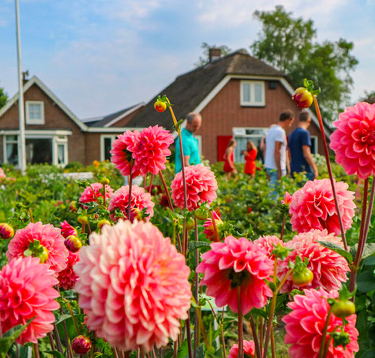 Pluktuin