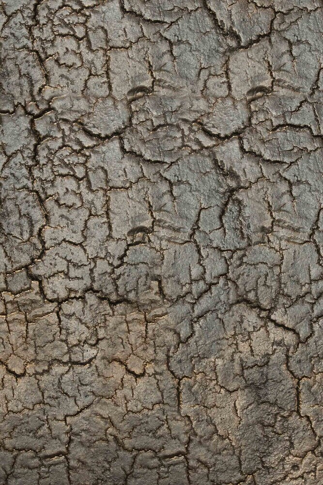 Ethnicraft Sidetable 'Pentagon' Minerals, 150cm, kleur Whisky