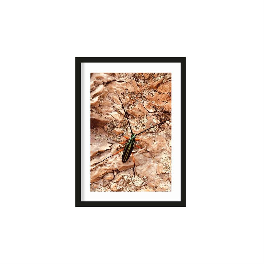 Urban Cotton Artprint High on life insect 30 x 40cm