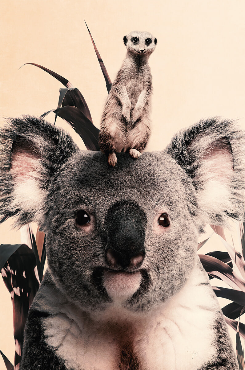 Wandkraft Koala and Meerkat Dibond wit, 98 x 148cm