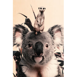 Wandkraft 'Koala and Meerkat' Dibond wit, 98 x 148cm