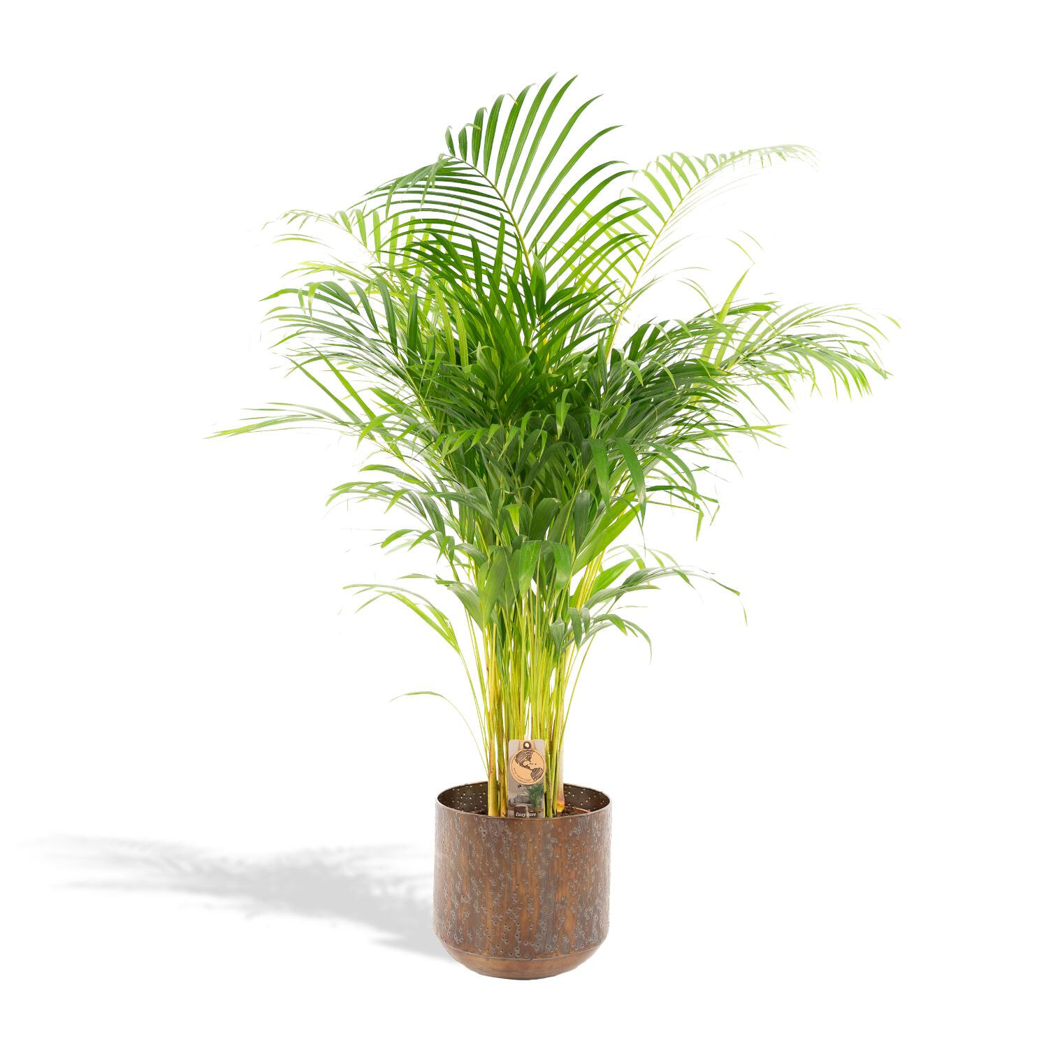 Goudpalm 'Dypsis Lutescens' In bruine pot, 110cm hoog