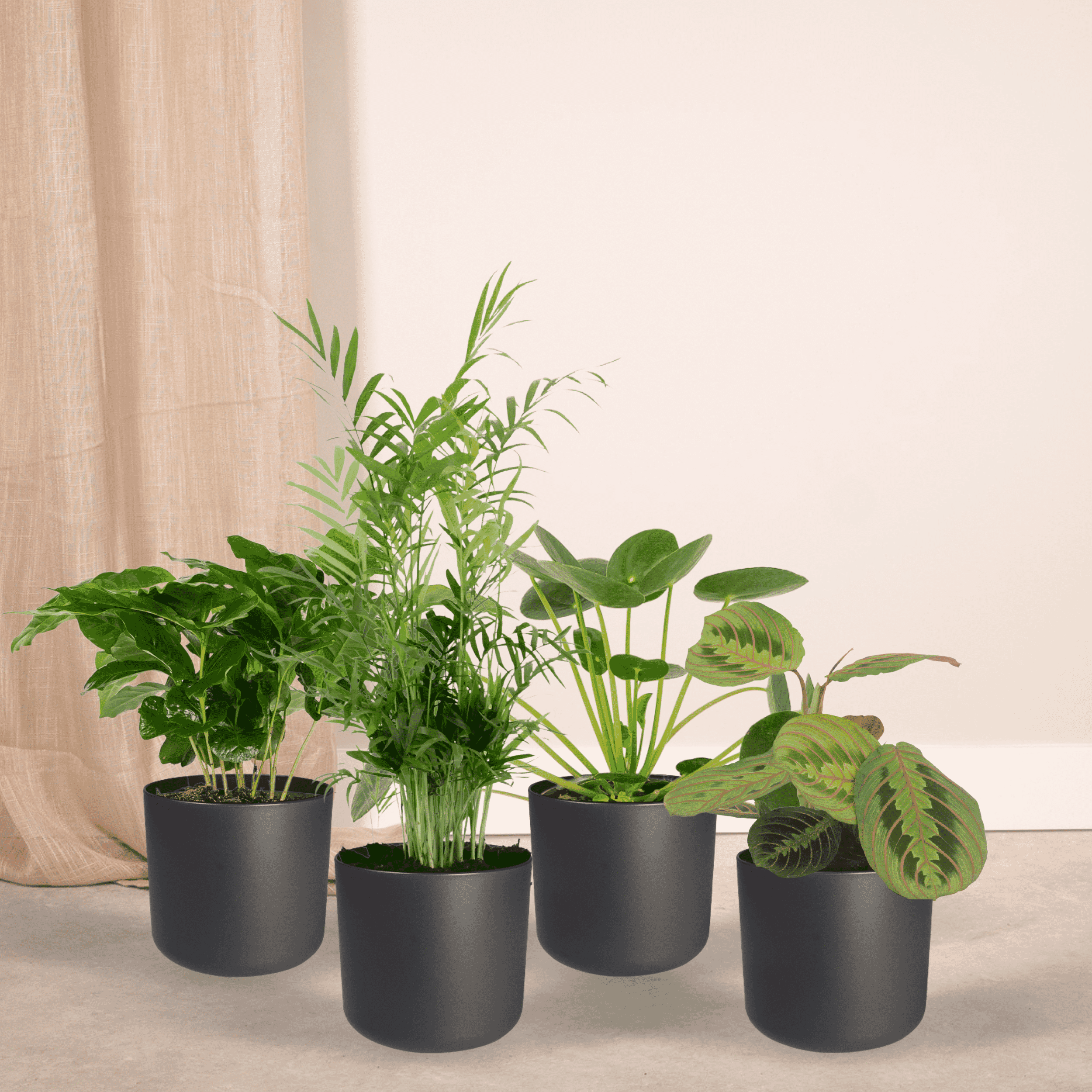 Everspring Diervriendelijke plantenbox Chamaedorea Elegans/Pilea Peperomiodes/Maranta Fascinator/Coffea Arabica Set van 4 stuks - Groen