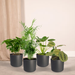 Diervriendelijke plantenbox 'Chamaedorea Elegans / Pilea Peperomiodes / Maranta Fascinator / Coffea Arabica' Set van 4 stuks