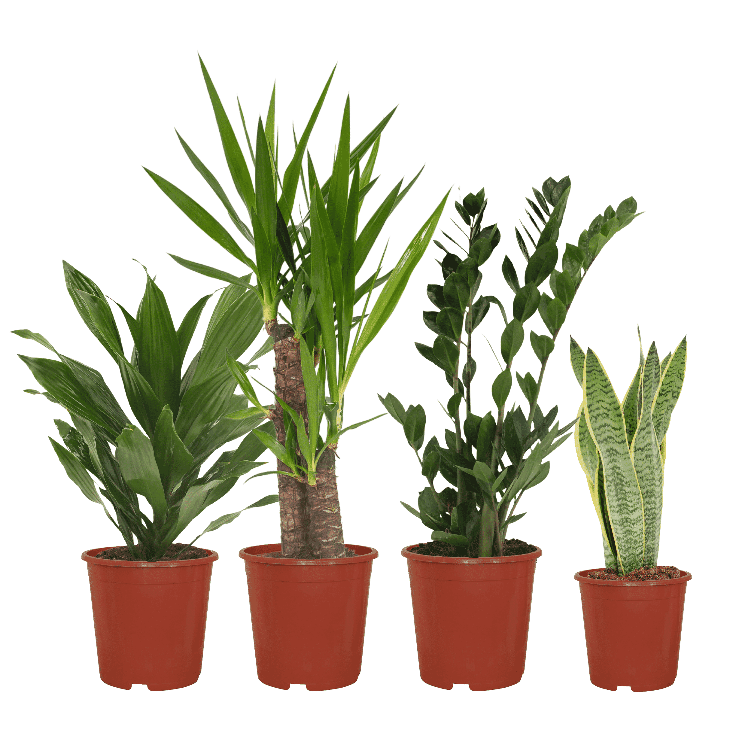Everspring Makkelijke plantenbox Sanseveria Laurantii/Yucca/Zamioculcas/Dracaena Fragrans Set van 4 stuks - Groen