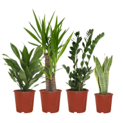 Makkelijke plantenbox 'Sanseveria Laurantii / Yucca / Zamioculcas / Dracaena Fragrans' Set van 4 stuks