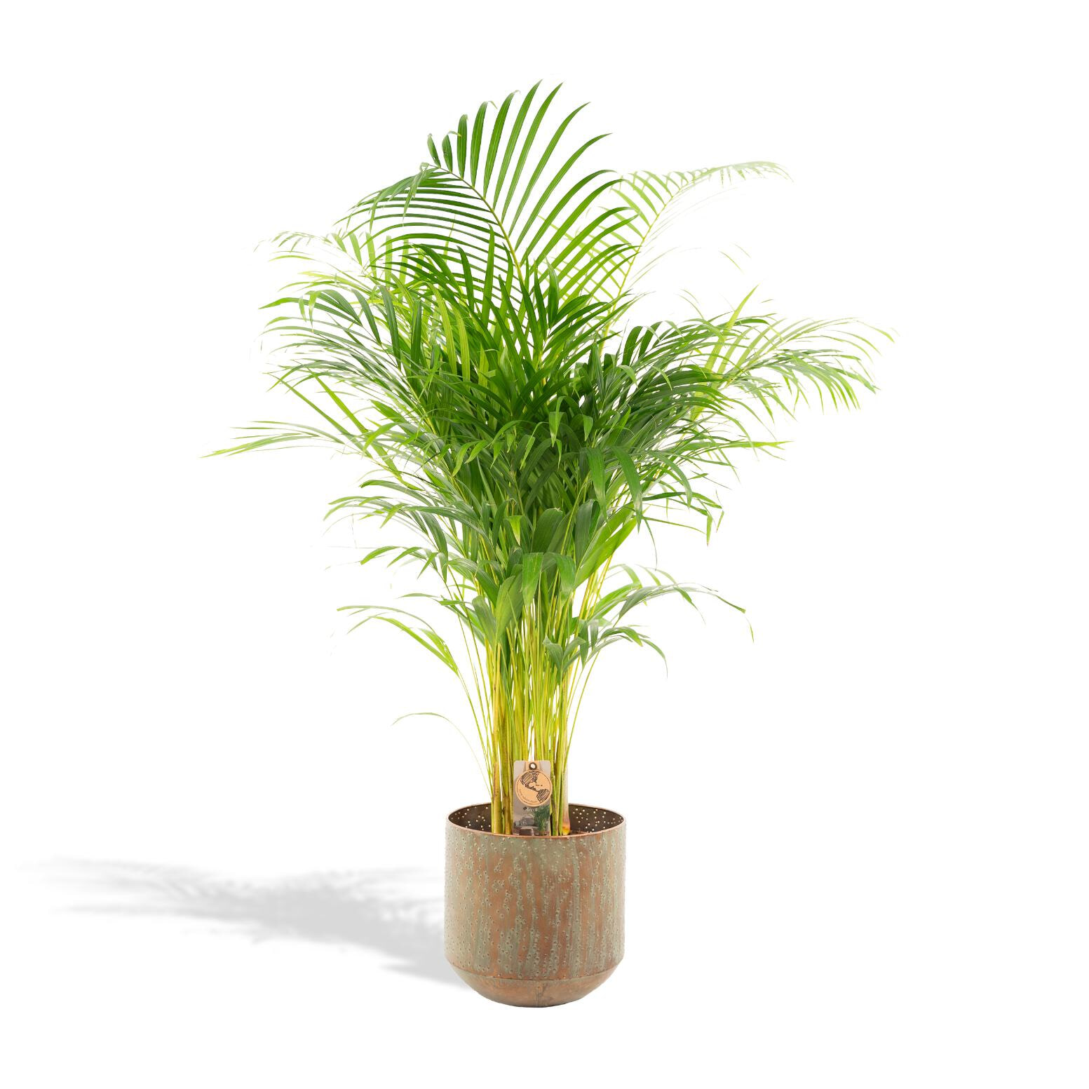 Goudpalm Dypsis Lutescens In pot, 110cm hoog