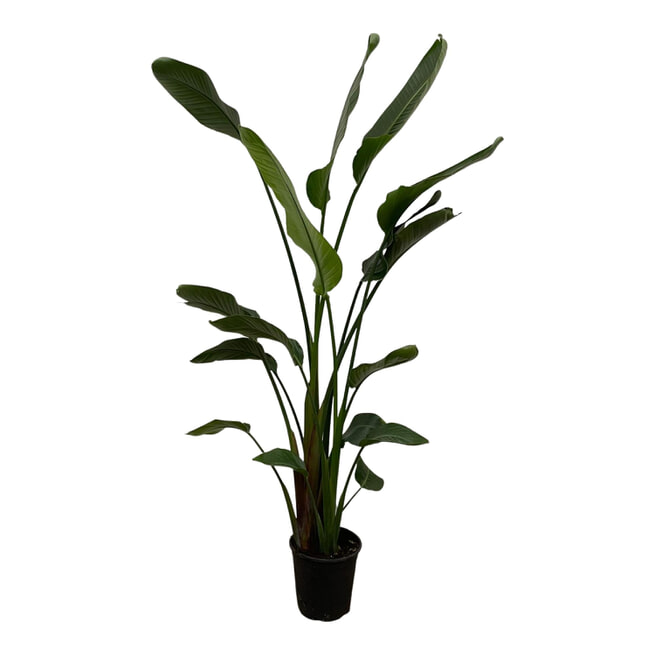 Paradijsvogelplant 'Strelitzia Nicolai' XL zonder sierpot, 180 cm hoog