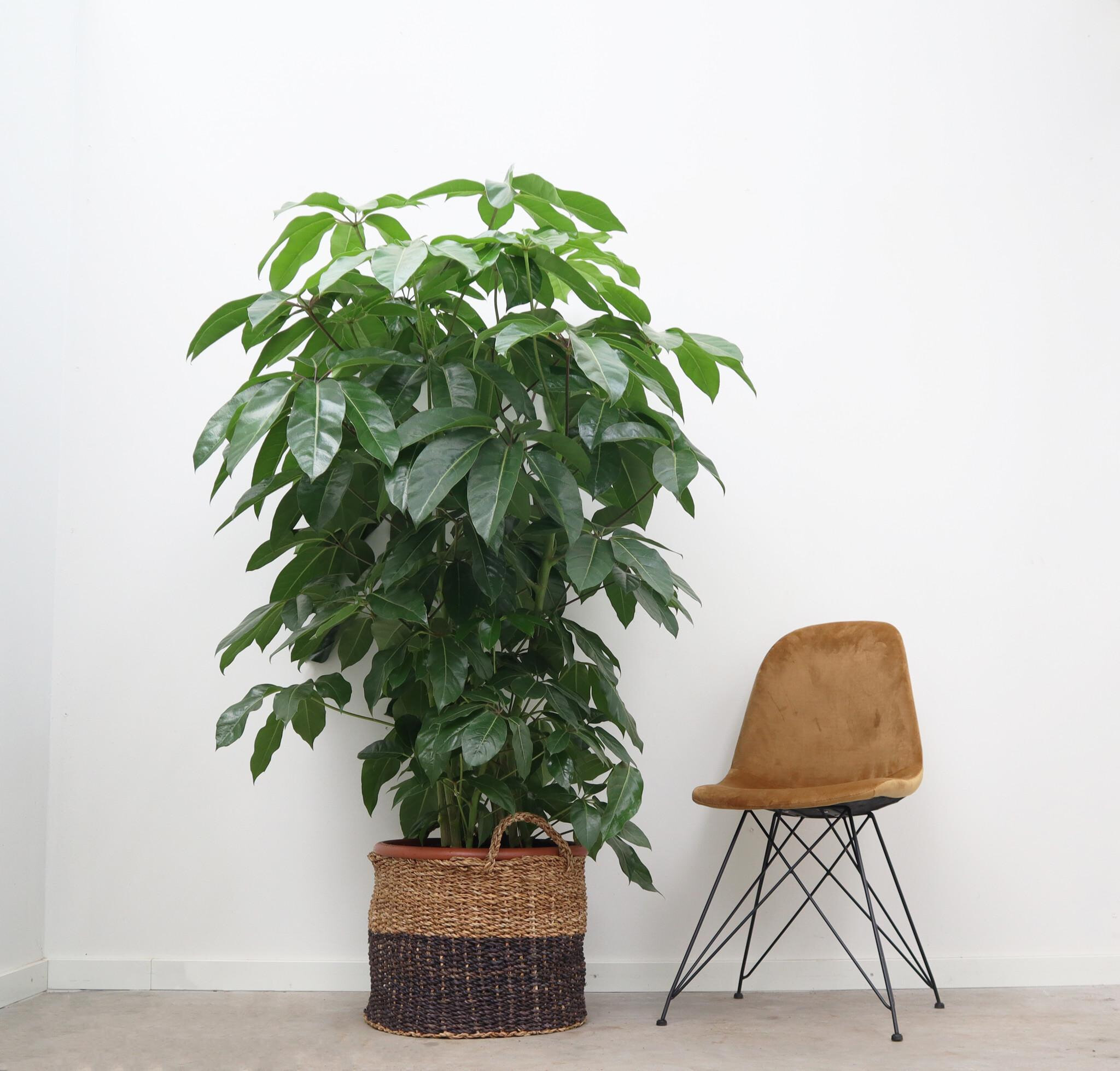 Vingersboom Schefflera Amate XL zonder sierpot, hoogte 180cm