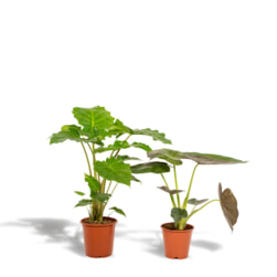 Tropische kamerplanten 'Alocasia Wentii /  Alocasia Portodora' Set van 2 stuks