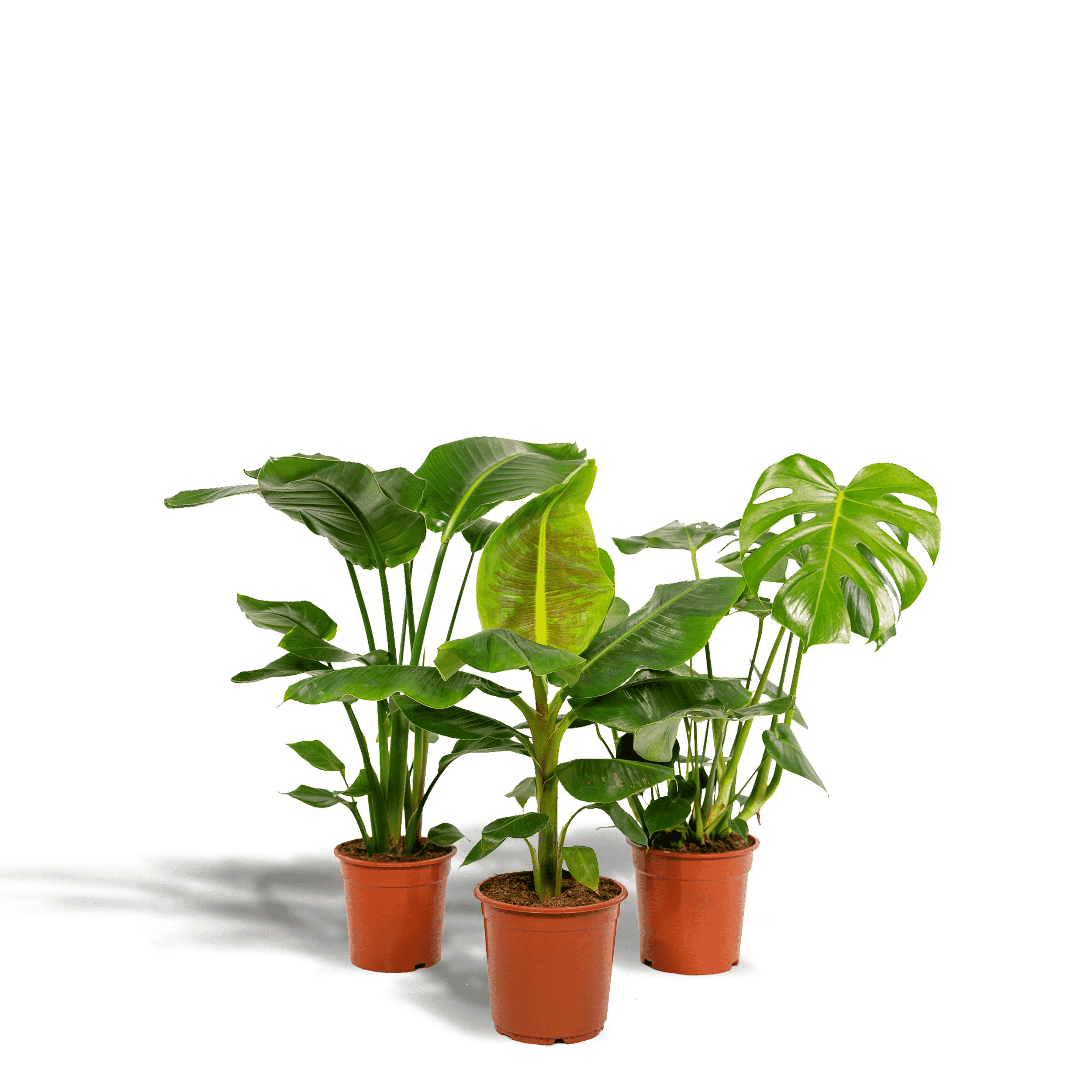 Tropische kamerplanten Monstera Deliciosa - Musa Dwarf Cavendish - Strelitzia Nicolai Set van 3 stuk