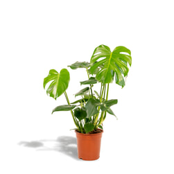 Gatenplant 'Monstera Deliciosa' 80cm hoog