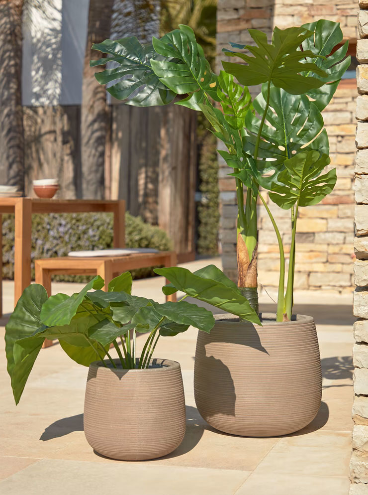 Monstera